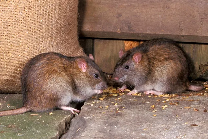 Rat and mice infestation– alternatives to the trapping method